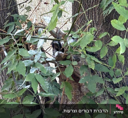 טיפול והדברה בתוך שקע בגזע עץ